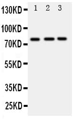 DDX4 / VASA Antibody (aa253-272)