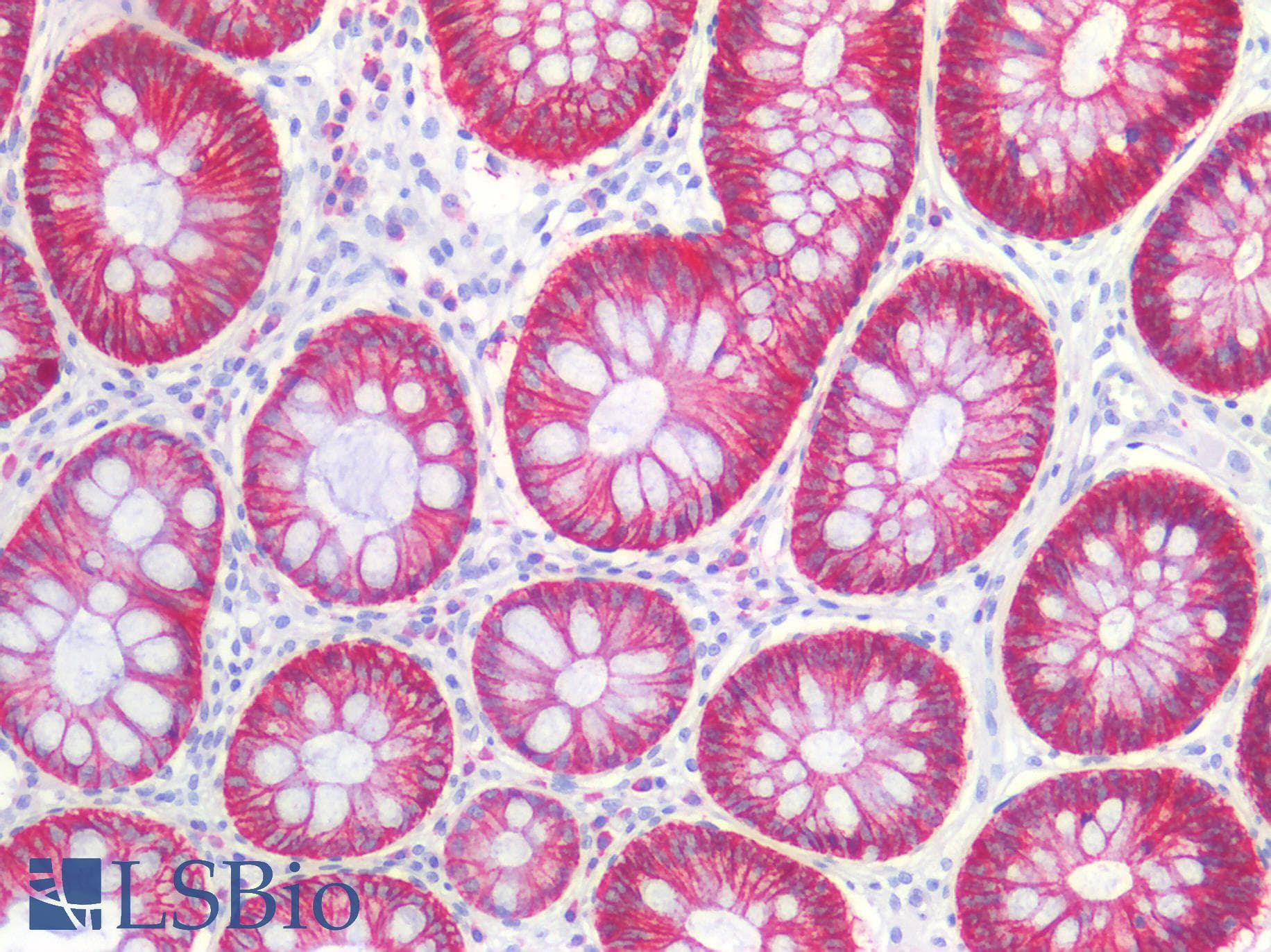 PathPlus™ CLDN3 / Claudin 3 Antibody (140-220 aa, C-terminal)