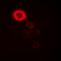 SFXN4 Antibody