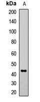 ISGF3 / IRF9 Antibody