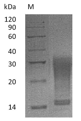 Mouse IL13 Protein (Recombinant 6His, C-terminus)