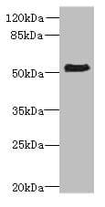 ZNF212 Antibody (aa1-495)