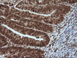 MAPK4 / ERK4 Antibody (clone OTI2D7)