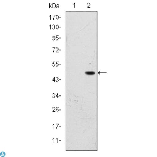 FAC1 / BPTF Antibody