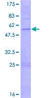 Human OR3A2 Protein (Recombinant GST)
