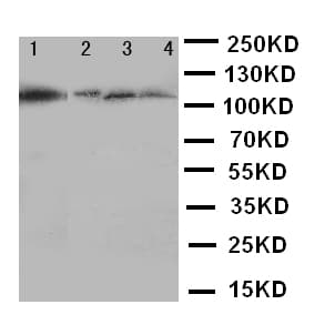 HSPH1 / HSP105 Antibody (aa713-733)