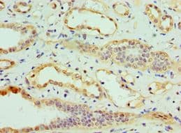 CLDN14 / Claudin 14 Antibody (aa140-239)