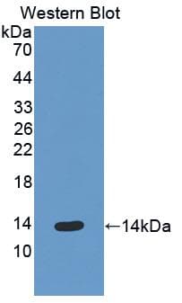 CXCL5 Antibody (aa41-132)