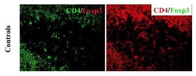 FOXP3 Antibody (C-Terminus, DY488)