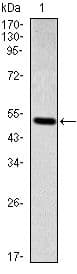 SMAD2 Antibody (clone 5G7)