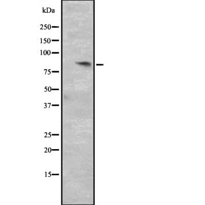 CCNT2 / Cyclin T2 Antibody