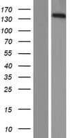 PPFIA3 Protein (Over-Expression Lysate Myc-DDK (Flag))