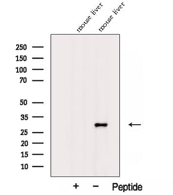 AFMID Antibody