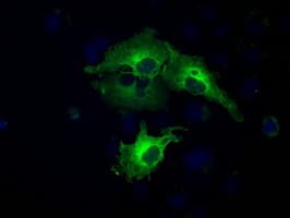BUB1B / BubR1 Antibody (clone OTI10E7)