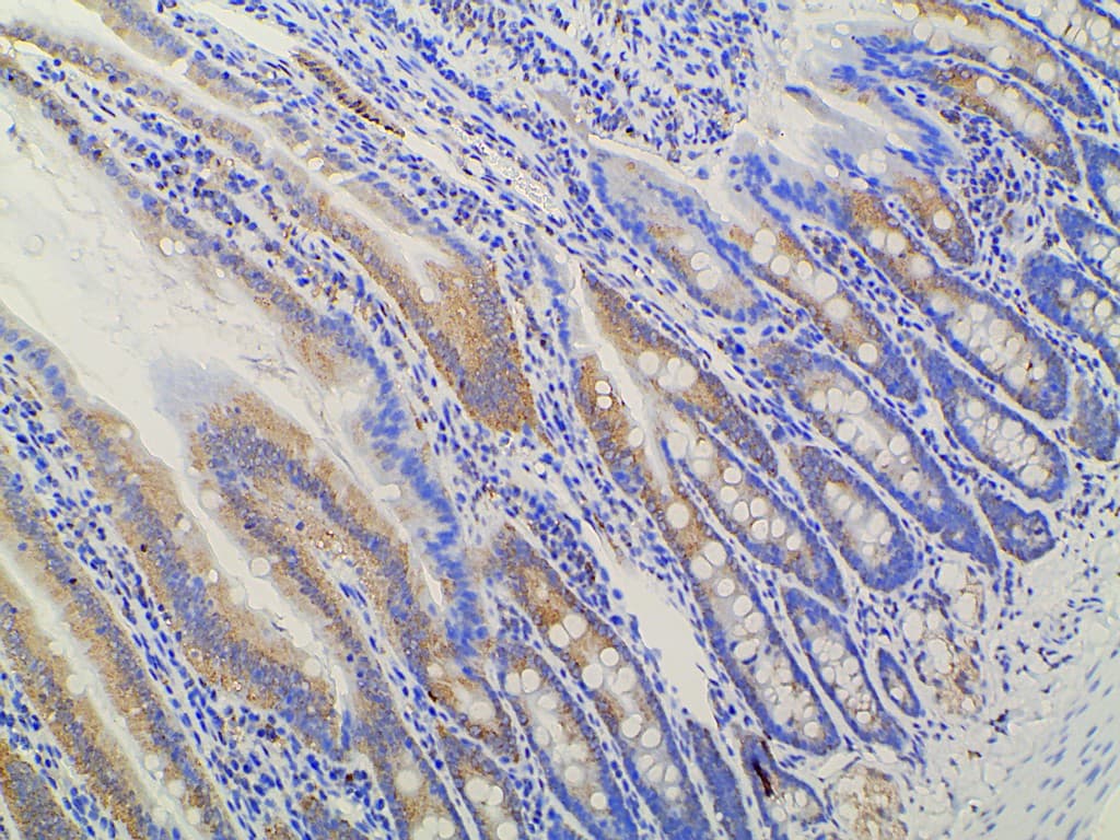 EFNB2 / Ephrin B2 Antibody