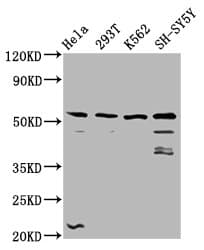 RUFY3 / RIPX Antibody