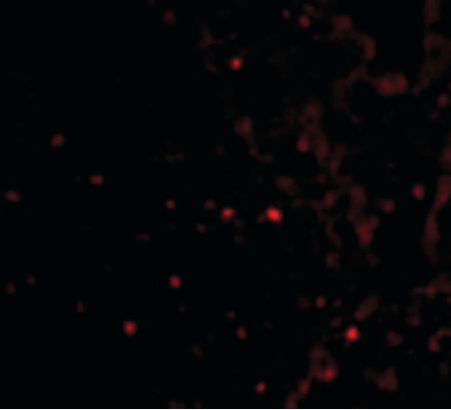 IHC-plus™ UIMC1 / RAP80 Antibody