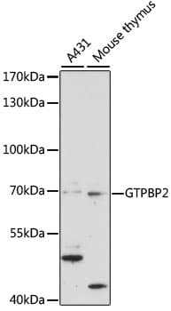GTPBP2 Antibody