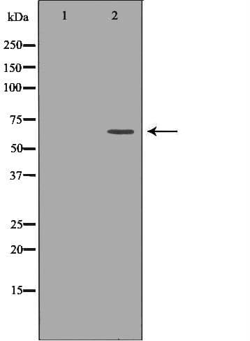 PTPN6 / SHP1 Antibody