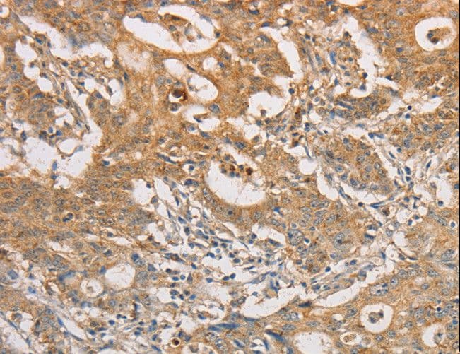 ARSG / Arylsulfatase G Antibody