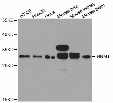HMT / HNMT Antibody