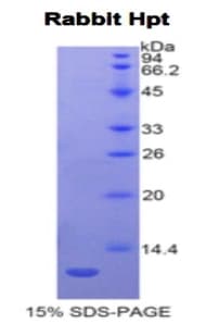 Rabbit HP / Haptoglobin Protein (Recombinant His)