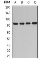 Polyclonal Rabbit anti-Human Dipeptidyl Peptidase 3 / DPP3 Antibody (IHC, WB)