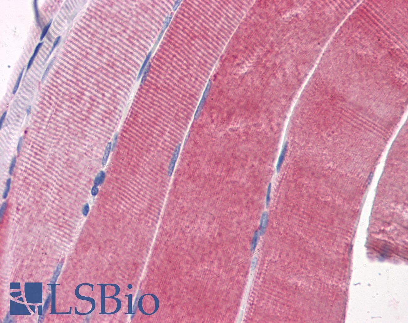 IHC-plus™ GYG1 / Glycogenin Antibody (clone 3B5)