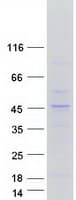 Human KLF2 Protein (Recombinant Myc-DDK (Flag))