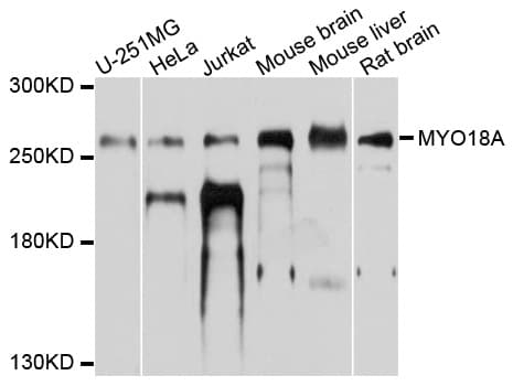 MYO18A Antibody