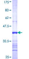 Human GRM3 / MGLUR3 Protein (Recombinant GST, N-terminus)