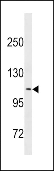 CLSTN2 / Calsyntenin 2 Antibody (aa743-770)