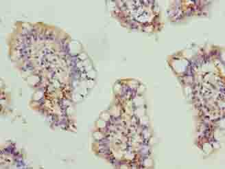 SCARA3 / APC7 Antibody