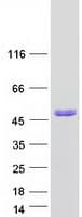 Human DXO / DOM3Z Protein (Recombinant Myc-DDK (Flag))