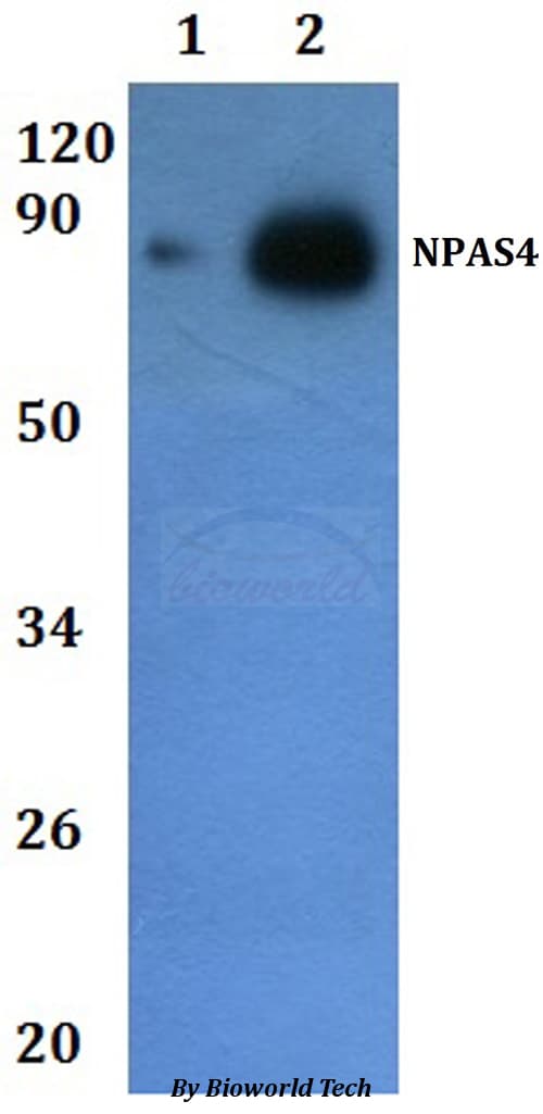 NXF / NPAS4 Antibody