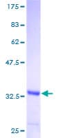 Human FANCI Protein (Recombinant GST)