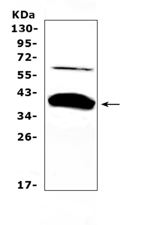 BAG1 / BAG-1 Antibody