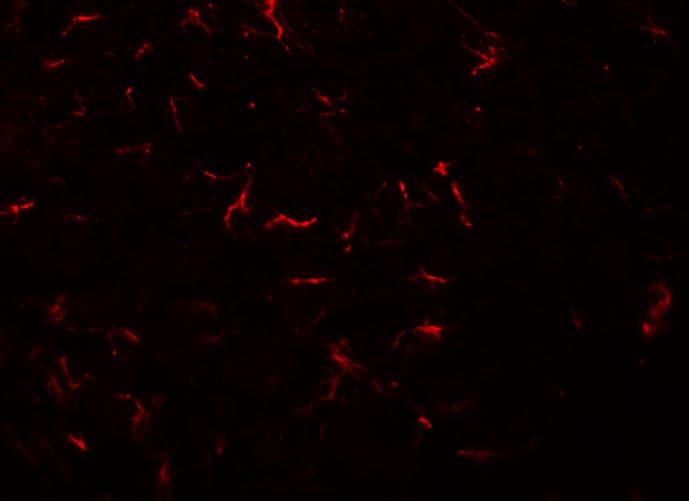 IHC-plus™ VENTX Antibody