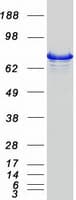 Human PLCD1 Protein (Recombinant Myc-DDK (Flag))