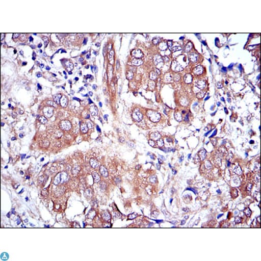 MAPK3 / ERK1 Antibody