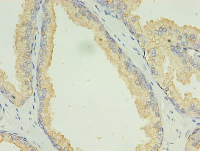 LAMP2 / CD107b Antibody