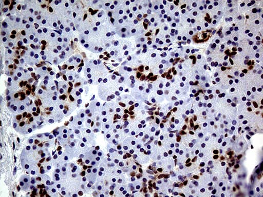 Monoclonal Mouse anti-Human TCF12 / HEB Antibody (clone OTI3C11, Carrier-free, IHC, WB)
