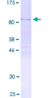 Human HNRNPL / hnRNP L Protein (Recombinant GST)