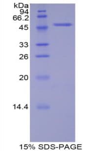 Mouse CDH13 / Cadherin 13 Protein (Recombinant His-GST)