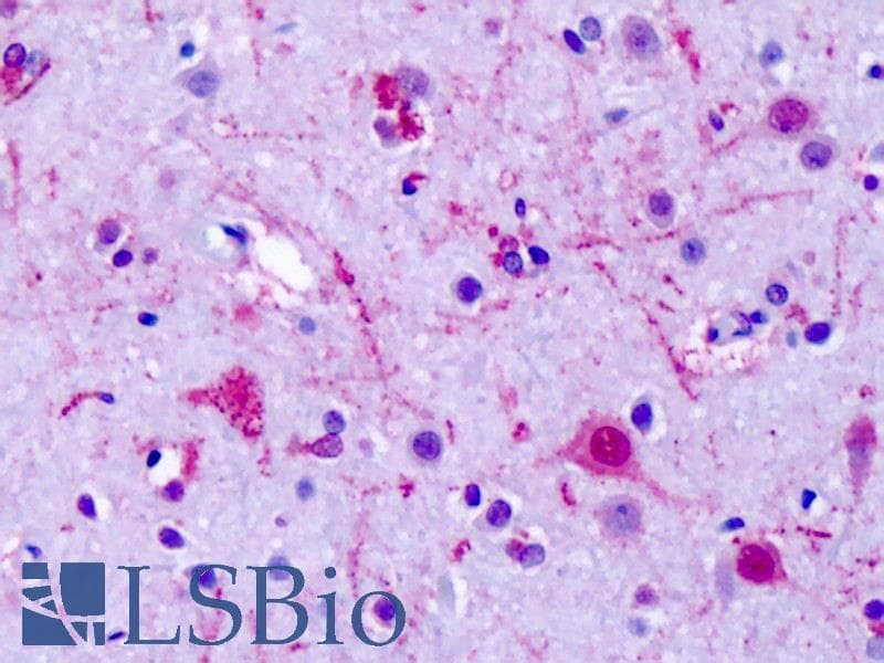 IHC-plus™ GPR75 Antibody (Cytoplasmic Domain)