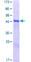 Human TTC39A Protein (Recombinant GST)