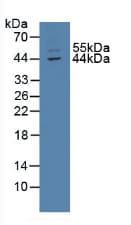 TXNIP Antibody (aa30-381)
