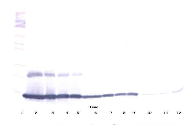 Polyclonal Rabbit anti-Mouse Ccl9 / MIP-1 Gamma Antibody (WB)