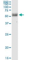 LGTN / EIF2D Antibody (clone 2D10)