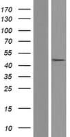 CASP5 / Caspase 5 Protein (Over-Expression Lysate Myc-DDK (Flag))